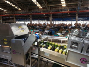 Heavy-duty sugar-resistant pineapple sorting machine by Eshet Eilon