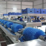 Speedy Cup 120mm sorting line for pomegranates