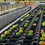 UniCup 245 stainless steel cup sorter for single, large Keitt mango grading