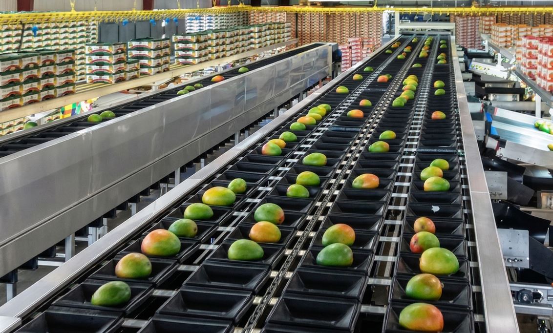 UniCup 245 stainless steel cup sorter for single, large Keitt mango grading