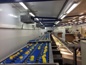 High-speed AI bell pepper sorting machine by Eshet Eilon