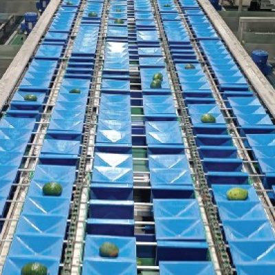 Eshet Eilon Classic Cup stainless steel multi-crop sorting line